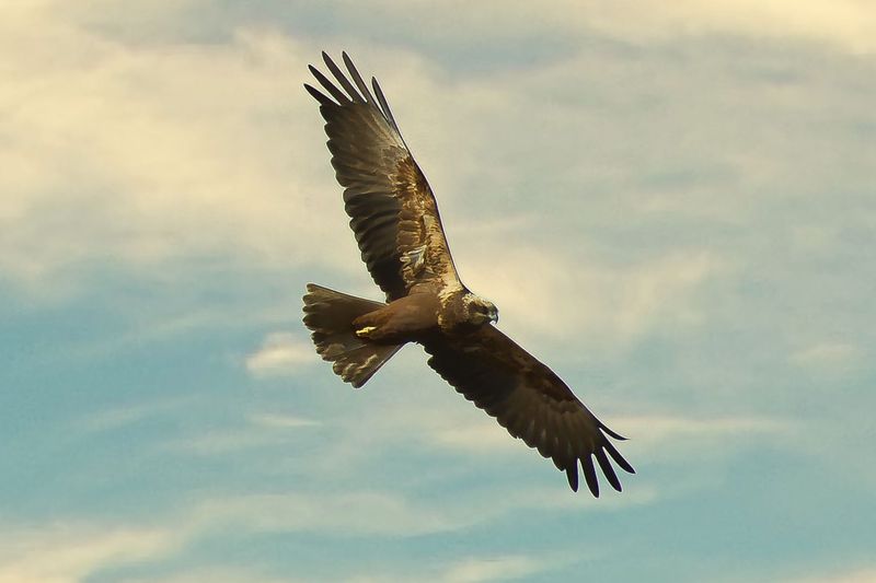 Marsh Harrier