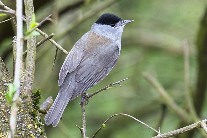 BlackCap