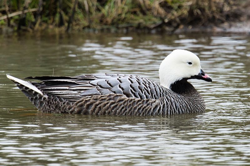Emperor Goose