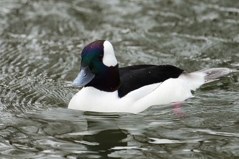 Bufflehead