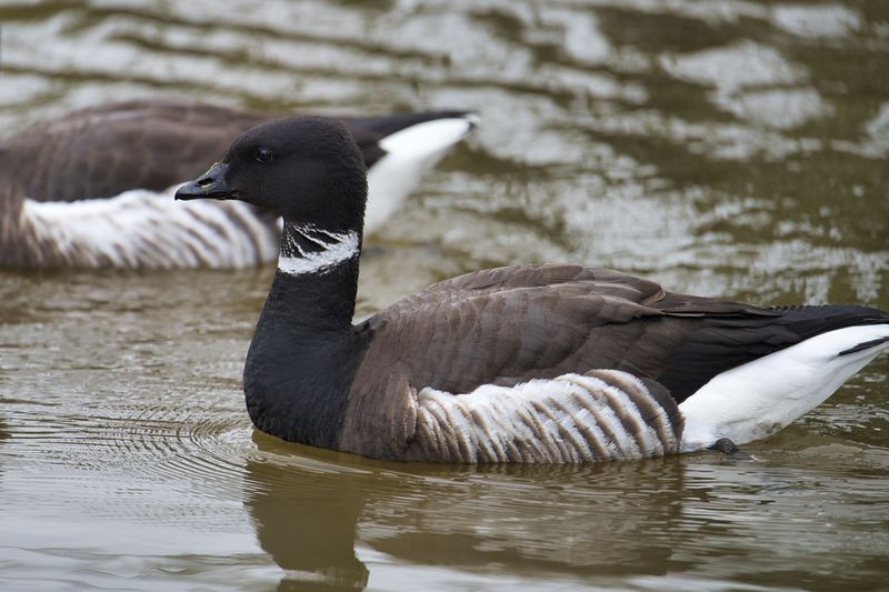 Black Brant