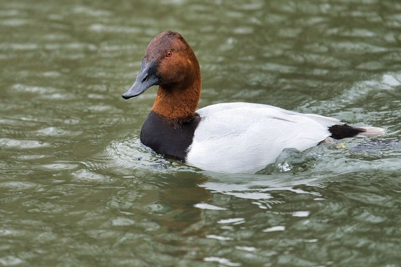 Canvasback