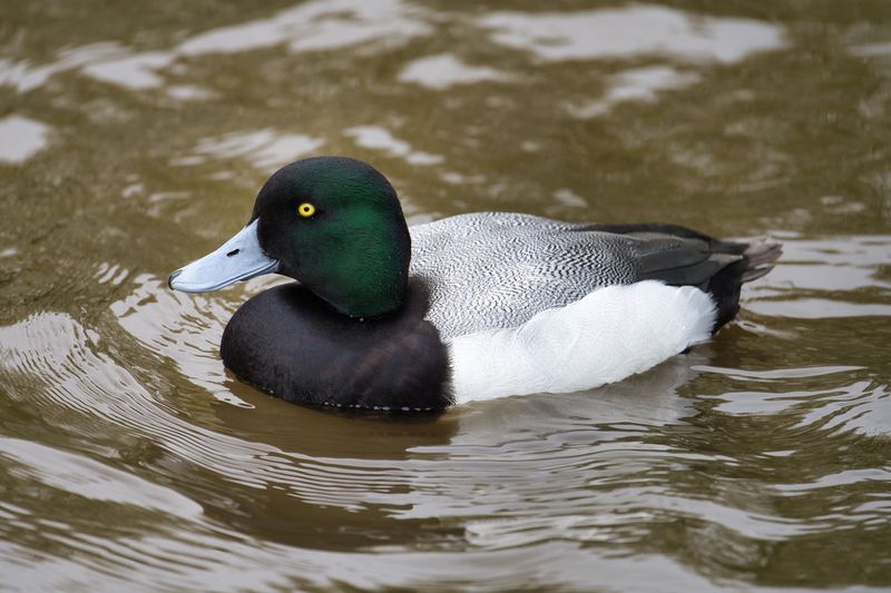 Greater Scaup