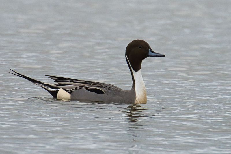 Pintail