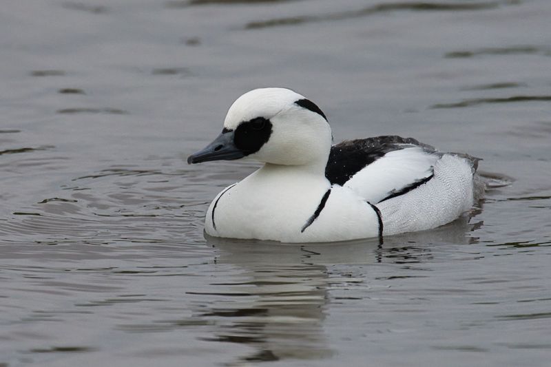 Smew