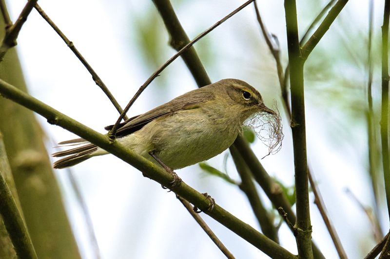 Chiffchaff