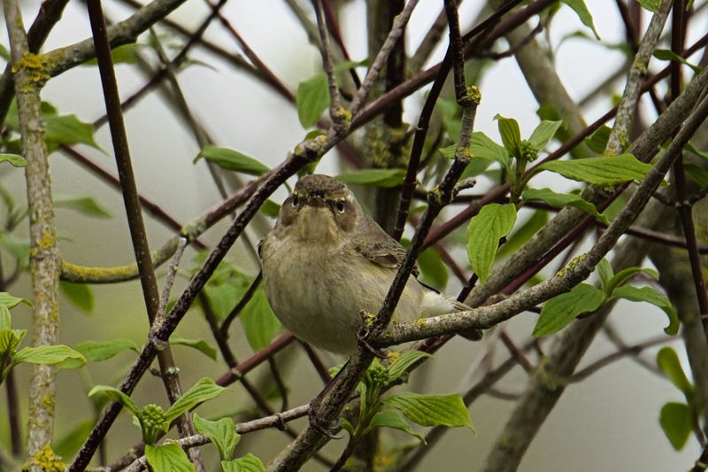 Chiffchaff