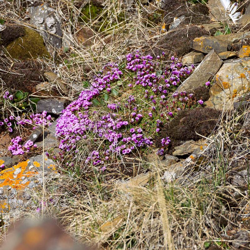 Purple Saxifrage