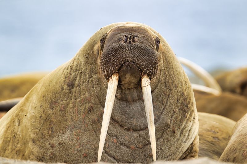 Walrus 