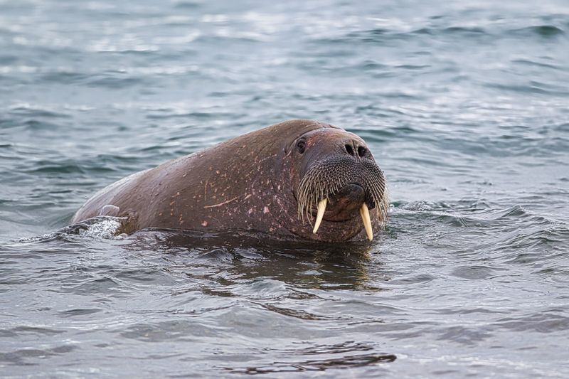 Walrus