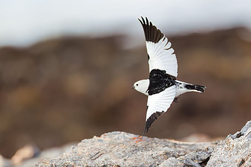 Snow Bunting