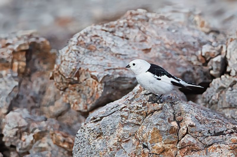 Snow Bunting
