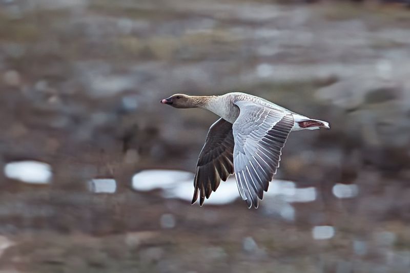 Pink footed Goose