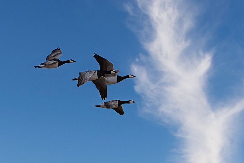 Barnacle Goose