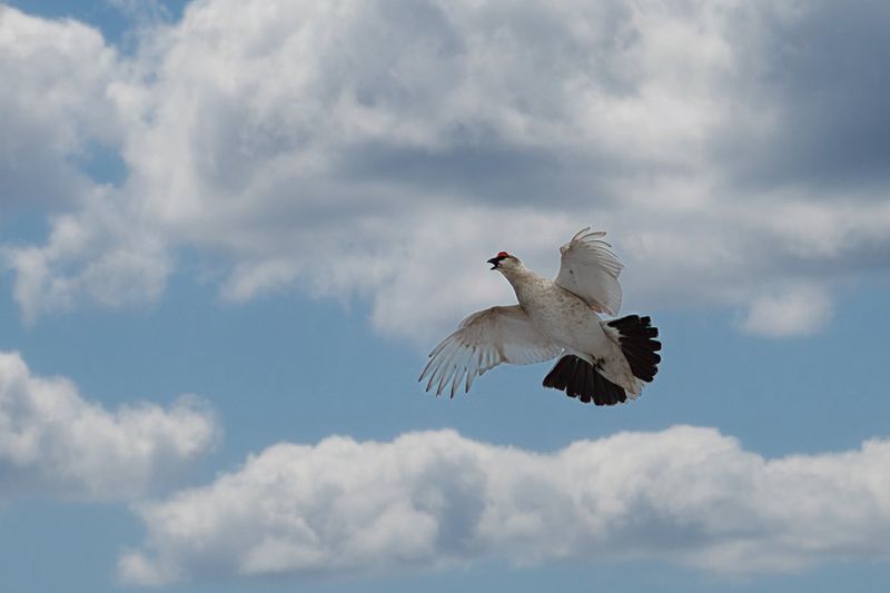 Svalbard Rock Ptarmigan