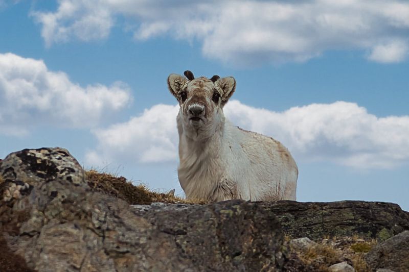 Svalbard Reindeer