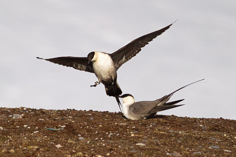 Long tailed Skua