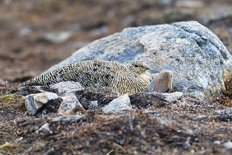 Svalbard Rock Ptarmigan