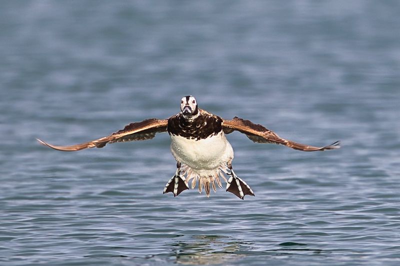 Long tailed Duck