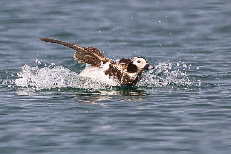 Long tailed Duck