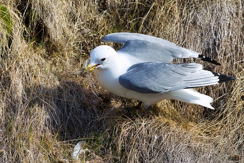 Black legged Kittiwake