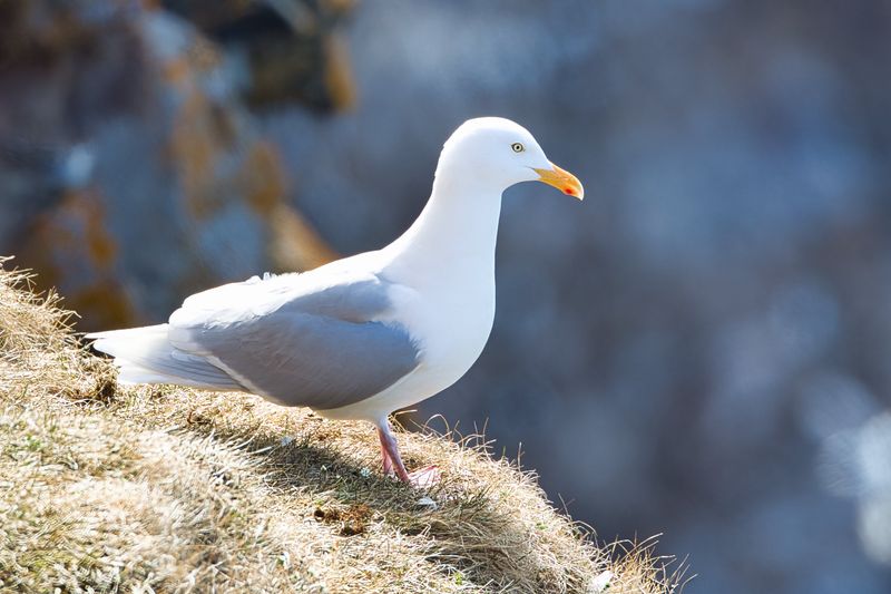 Glaucous Gull