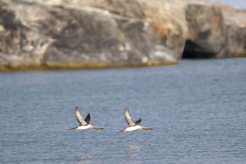 Red throated Diver