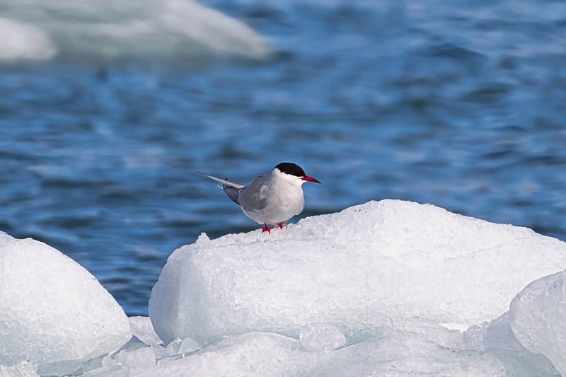 Arctic Tern
