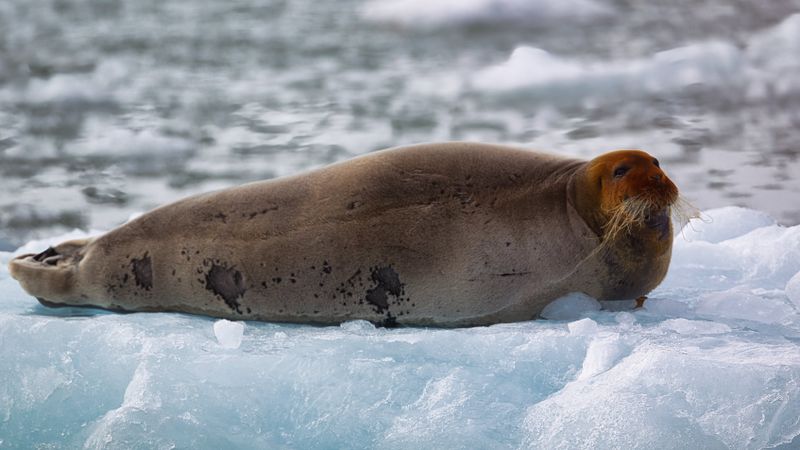 Bearded Seal