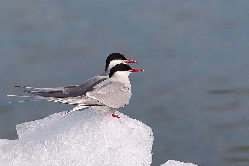 Arctic Tern