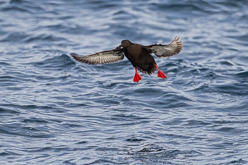 Black Guillemot