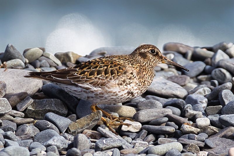 Purple Sandpiper