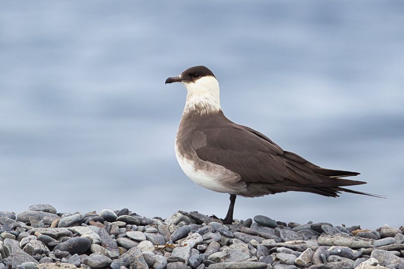 Long tailed Skua