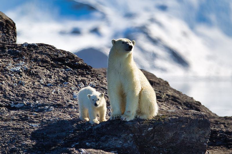 Polar Bear