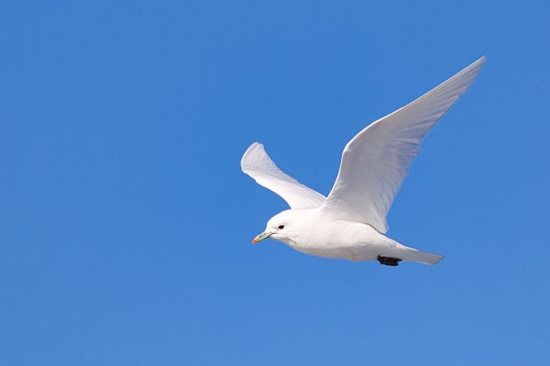 Ivory Gull