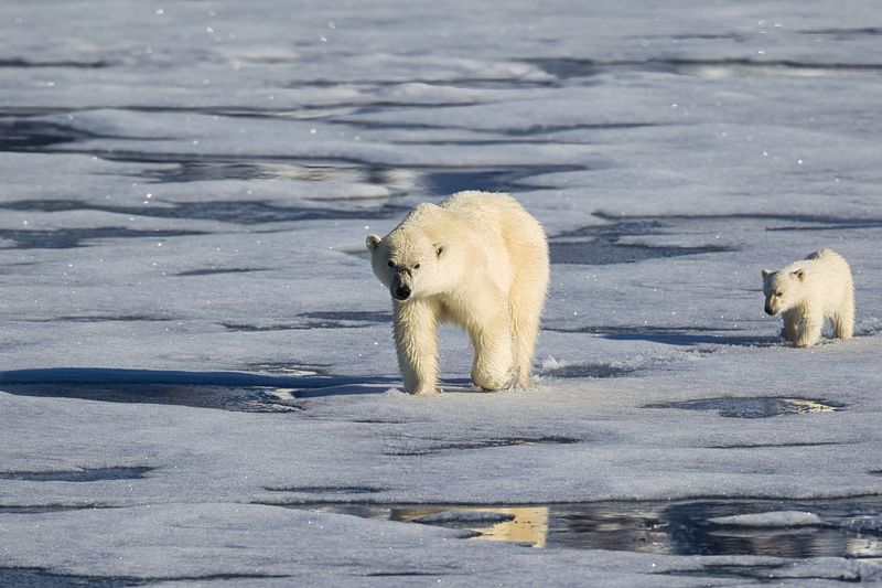 Polar Bear