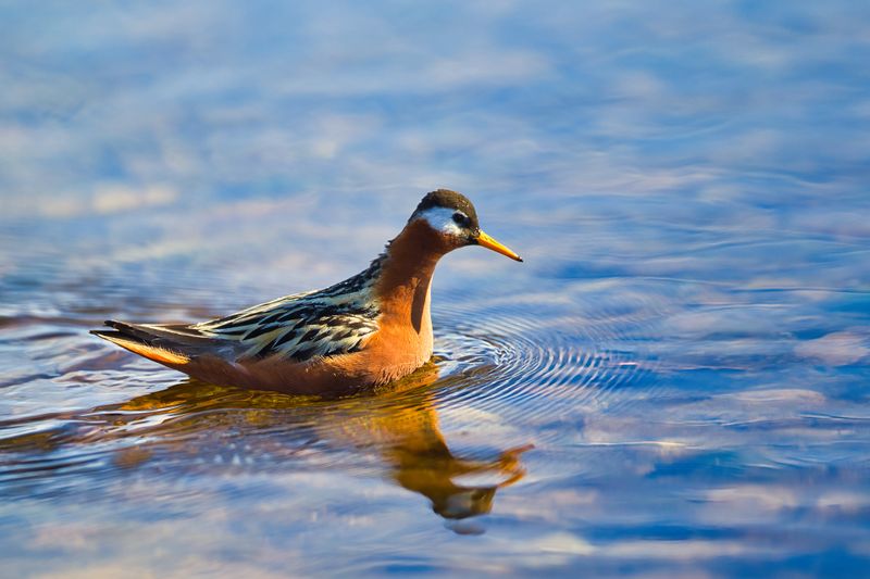 Red Phalarope