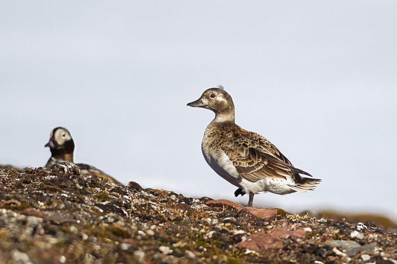 Long tailed Duck