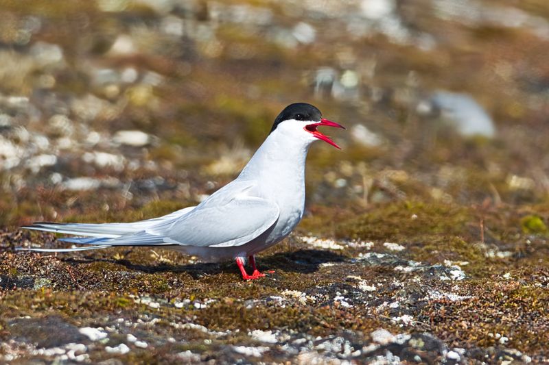 Arctic Tern