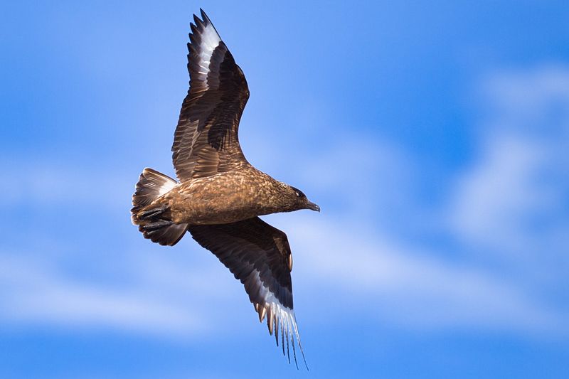 Great Skua
