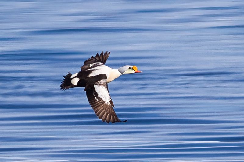 King Eider