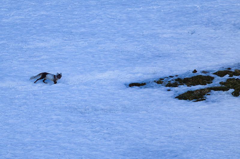 Arctic Fox