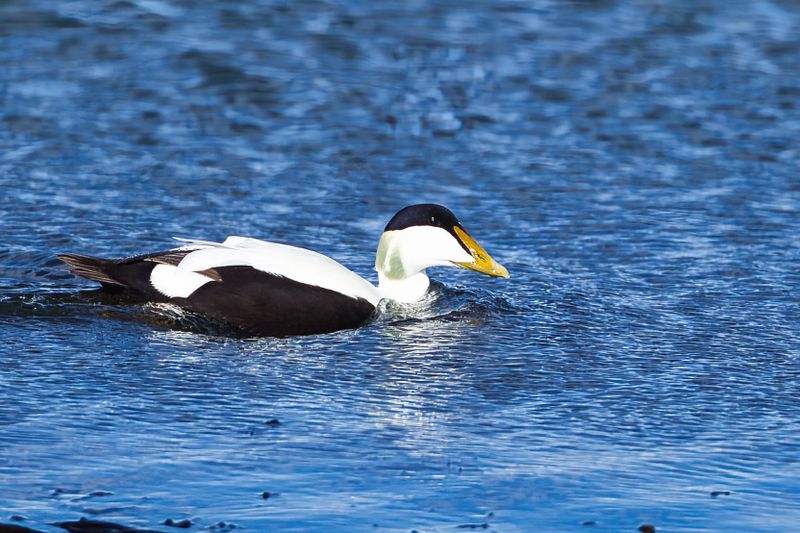 Common Eider