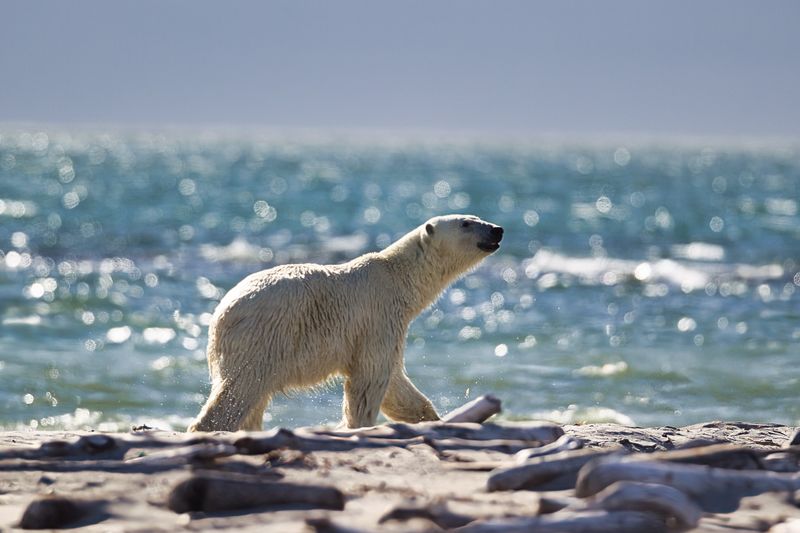 Polar Bear