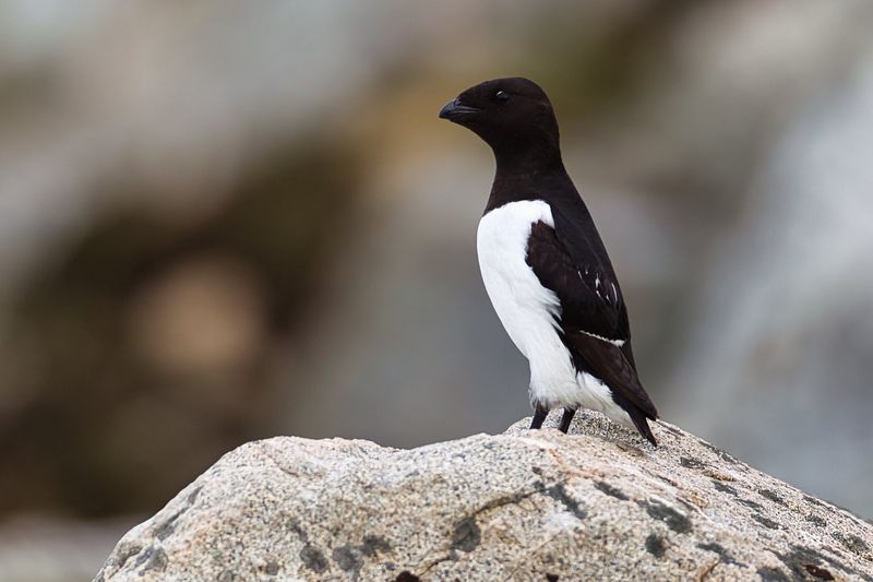 Little Auk