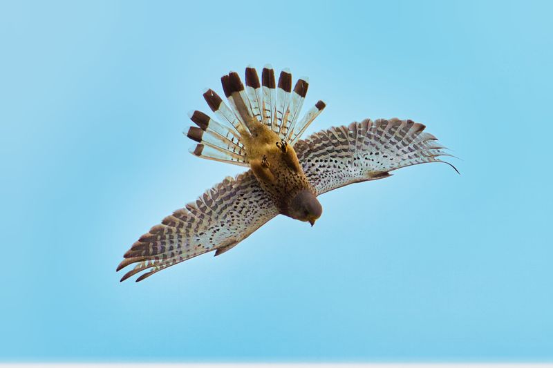 Common Kestrel