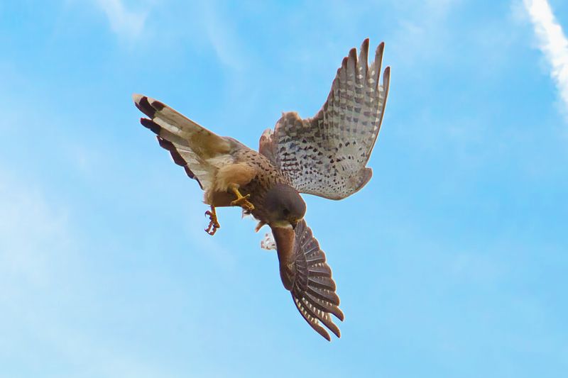 Common Kestrel