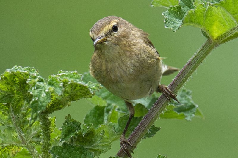 Common Chiffchaff