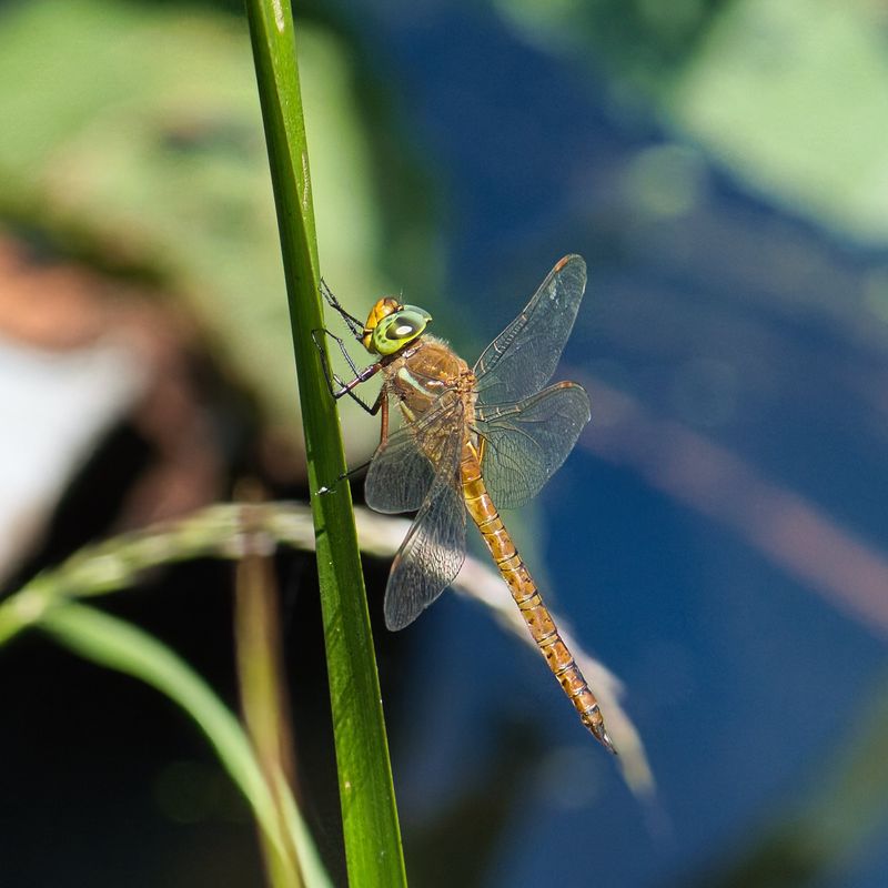 Green-eyed Hawker