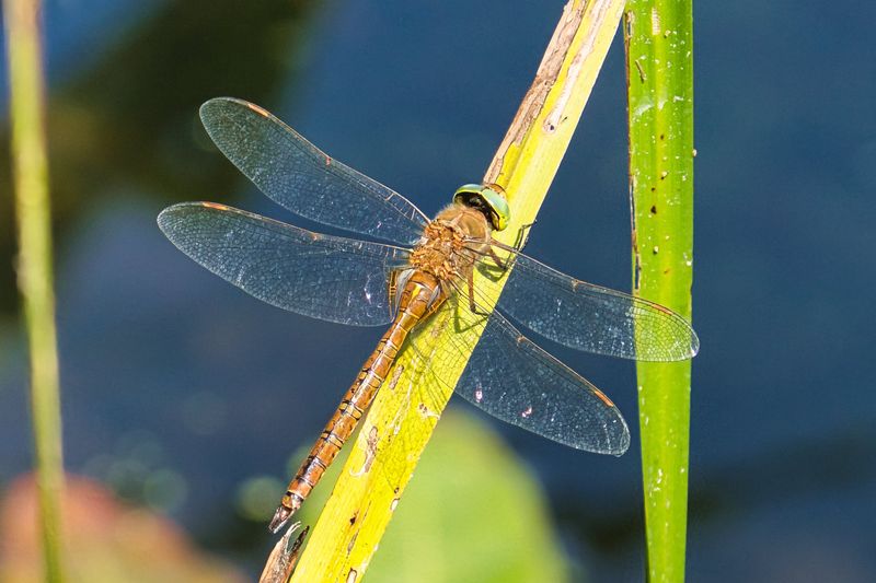Green-eyed Hawker